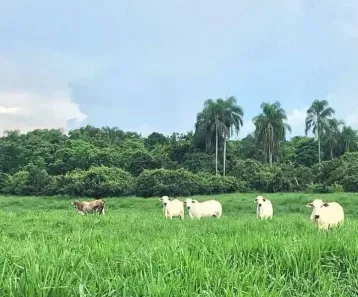 com 3 Quartos à venda, 380m² no Área Rural de São Paulo, São Paulo