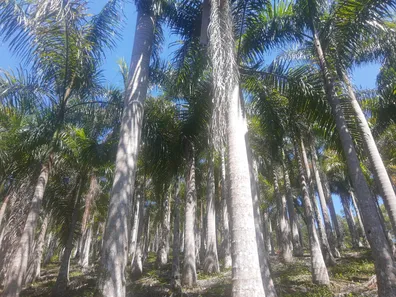 Fazenda/Sítio com 2 Quartos à venda, 300000m² no , Pariquera-Açu