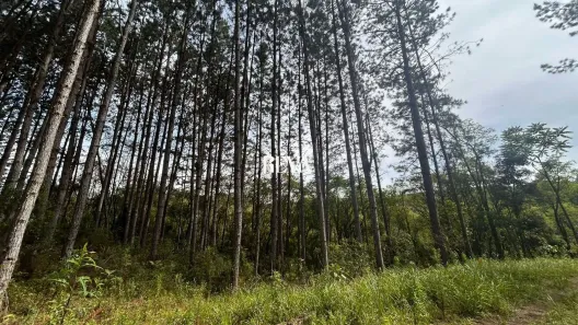 Lote/Terreno à venda, 63827m² no , Agudos do Sul