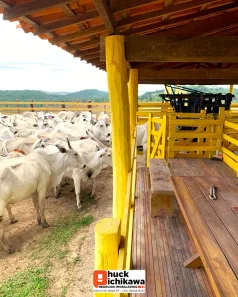 Fazenda/Sítio à venda, 3025000m² no Centro, Umbaúba