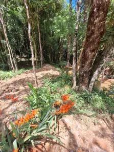 Fazenda/Sítio com 1 Quarto à venda, 20000m² no santana, Bocaiúva do Sul