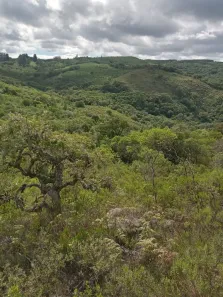 Imóvel Comercial à venda, 250500m² no , Encruzilhada do Sul
