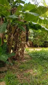 Lote/Terreno à venda, 480m² no São Lucas, Viamão
