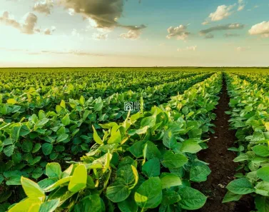 Fazenda/Sítio com 1 Quarto à venda, 3440000m² no , Várzea da Palma