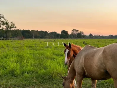 Fazenda/Sítio com 1 Quarto à venda, 10m² no , São Félix do Araguaia
