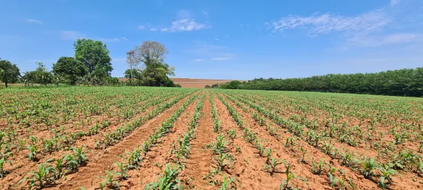 Fazenda/Sítio à venda, 30000m² no Área Rural de Santo Antônio de Posse, Santo Antônio de Posse
