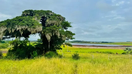 Fazenda/Sítio à venda, 810m² no Águas Claras, Viamão
