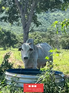 Fazenda/Sítio à venda, 3388000m² no Centro, Buritis