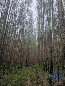 Fazenda/Sítio com 1 Quarto à venda, 5227200m² no , Lavrinhas