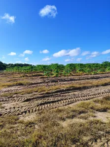 Fazenda/Sítio com 3 Quartos à venda, 620000m² no Arenã, São José de Mipibu