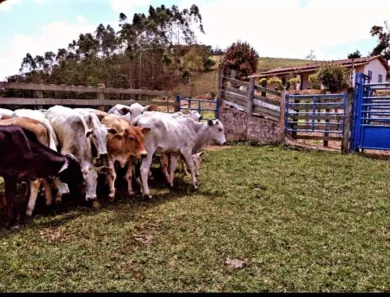 Fazenda/Sítio com 4 Quartos à venda, 90m² no Centro, Lagoinha