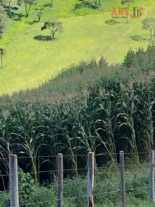 Fazenda/Sítio à venda, 3775200m² no Centro, Taubaté