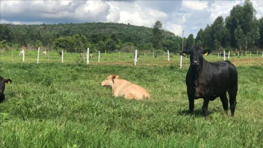 Fazenda/Sítio com 1 Quarto à venda, 10m² no , Uruçuí