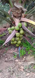 Fazenda/Sítio com 5 Quartos à venda, 400000m² no , Touros