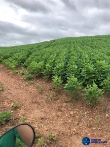 Lote/Terreno à venda, 105m² no Setor Central, Fazenda Nova