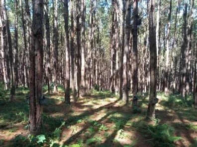 Fazenda/Sítio com 1 Quarto à venda, 145200m² no Área Rural de Capão Bonito, Capão Bonito