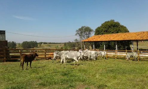 Fazenda/Sítio com 10 Quartos à venda, 400000m² no Centro, Itapetininga