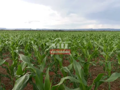 Fazenda/Sítio à venda, 500m² no Área Rural de Palmas, Palmas