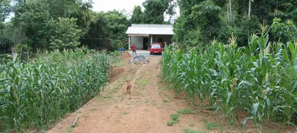 Fazenda/Sítio com 3 Quartos à venda, 2000m² no Centro, Bonfinópolis