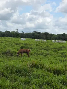 Lote/Terreno à venda, 1180000m² no Centro, Castanhal