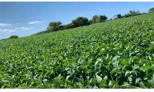 Fazenda/Sítio à venda, 10m² no Centro, Rosário do Ivaí