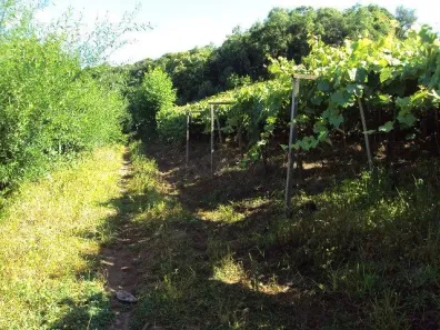 Fazenda/Sítio com 1 Quarto à venda, 21840m² no , Caxias do Sul
