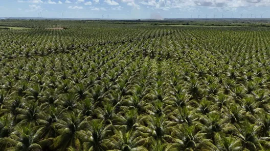 Fazenda/Sítio com 4 Quartos à venda, 400000m² no , Touros