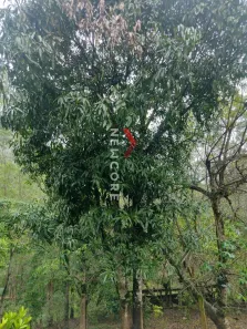 Fazenda/Sítio com 2 Quartos à venda, 600m² no , Adrianópolis