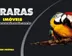 Miniatura da foto de Araras Imóveis