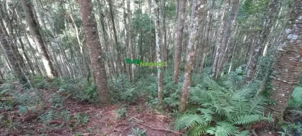 Fazenda/Sítio à venda, 242000m² no Centro, Marmelópolis