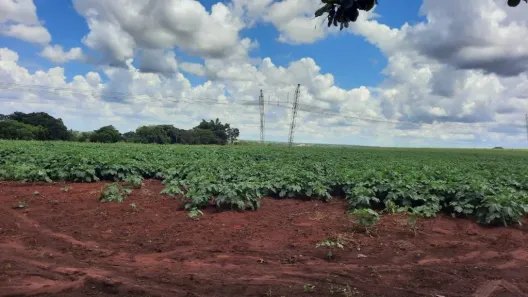 Fazenda/Sítio à venda, 24606m² no Parque Souza Queiroz, Cosmópolis