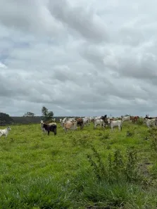 Fazenda/Sítio à venda, 30000m² no , Flexeiras