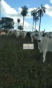 Fazenda/Sítio à venda, 900m² no Dirceu Arcoverde, Parnaíba