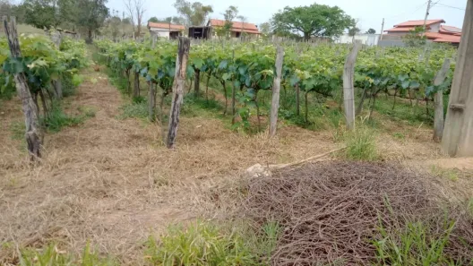 Fazenda/Sítio com 2 Quartos à venda, 80m² no , Cesário Lange