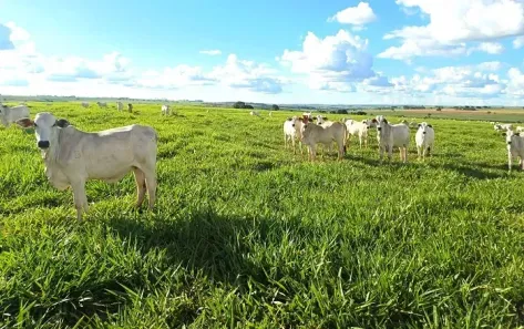 Fazenda/Sítio à venda, 2662000m² no , Mirante do Paranapanema