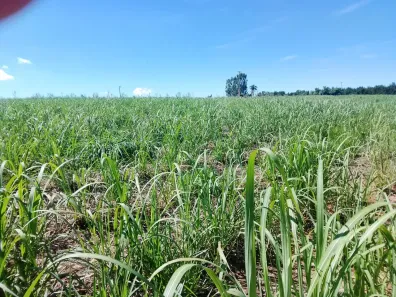 Fazenda/Sítio com 1 Quarto à venda, 580800m² no Centro, Leme