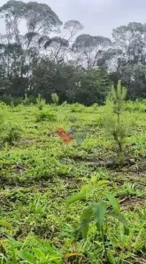 Fazenda/Sítio com 1 Quarto à venda, 411400m² no Três Córregos, Campo Largo