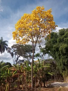 Lote/Terreno à venda, 3m² no Santo Afonso, Betim