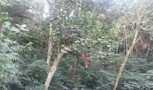 Lote/Terreno à venda, 5951m² no Tucuruvi, São Paulo