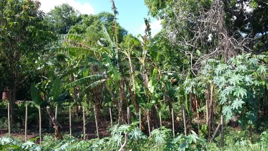 à venda, 3700m² no Jardim São Carlos, São Carlos