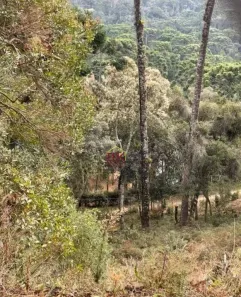 Lote/Terreno à venda, 1165m² no Parque Imbiry, Campos do Jordão