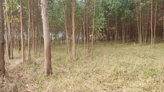 Fazenda/Sítio com 1 Quarto à venda, 64130m² no Área Rural de Itapetininga, Itapetininga