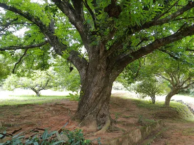 Fazenda/Sítio com 3 Quartos à venda, 350000m² no Suru, Santana de Parnaíba