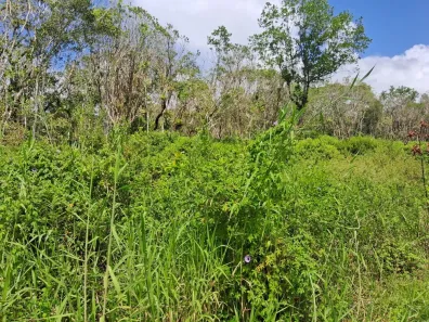 Lote/Terreno à venda, 241m² no Chácara Glória, Itanhaém