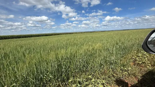 Fazenda/Sítio com 4 Quartos à venda, 17908000m² no , Água Fria de Goiás