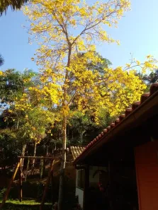 Fazenda/Sítio com 3 Quartos à venda, 90m² no Domingos Martins, Domingos Martins