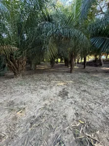 Fazenda/Sítio com 3 Quartos à venda, 180m² no , Jangada