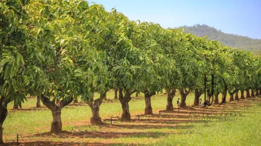 Fazenda/Sítio à venda, 200000m² no Centro, Petrolina