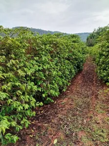 Fazenda/Sítio com 1 Quarto à venda, 72600m² no , Monte Santo de Minas