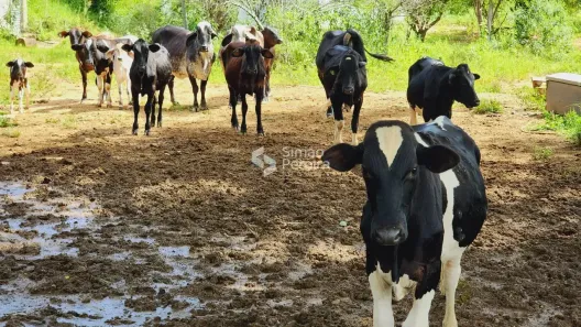 Fazenda/Sítio com 2 Quartos à venda, 760000m² no , Simão Pereira